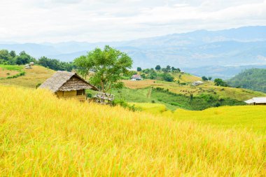 Pa Bong Piang Rice Terraces at Chiang Mai Province, Thailand.