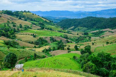 Pa Bong Piang Rice Terraces at Chiang Mai Province, Thailand.