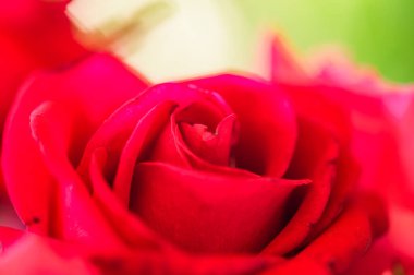 Red rose petals with natural background, Thailand.