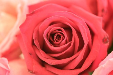 Background of red rose petals, Thailand.