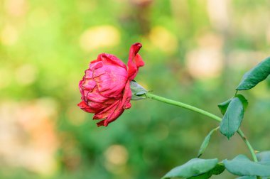 Withered red rose in the garden, Thailand.