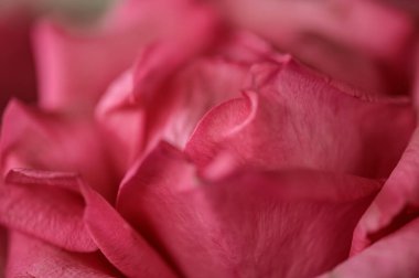 Background of red rose petals, Thailand.