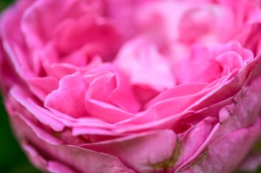 Background of pink rose petals, Thailand.