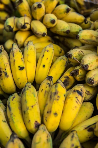 Gruppe Kultivierter Bananen Thailand — Stockfoto