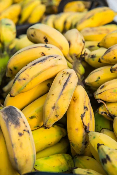 stock image Group of cultivated bananas, Thailand.