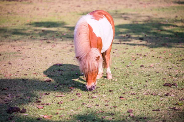 Νάνος Άλογο Στο Πράσινο Γρασίδι Ταϊλάνδη — Φωτογραφία Αρχείου
