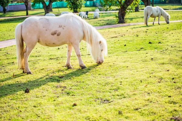 Карликовая Лошадь Зеленой Траве Таиланд — стоковое фото