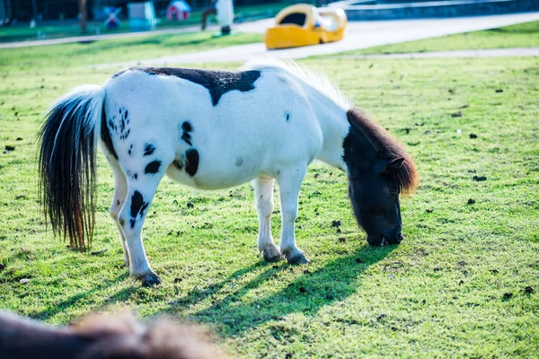 Νάνος Άλογο Στο Πράσινο Γρασίδι Ταϊλάνδη — Φωτογραφία Αρχείου