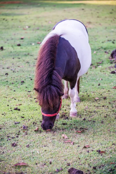 泰国绿草上的矮马 — 图库照片