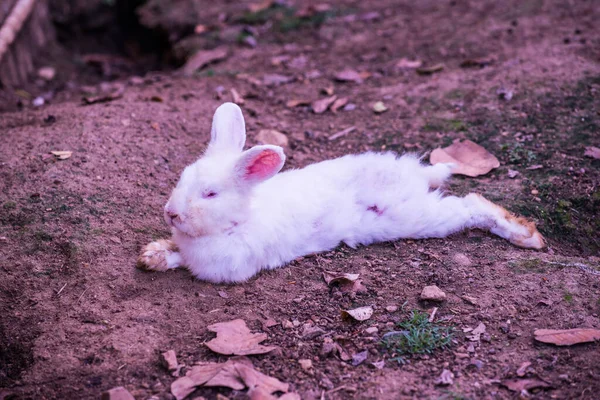 Tavşan Yerde Tayland — Stok fotoğraf