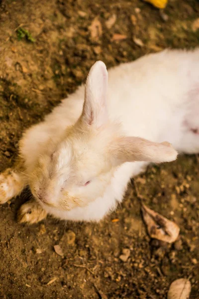 Kaninchen Boden Thailand — Stockfoto