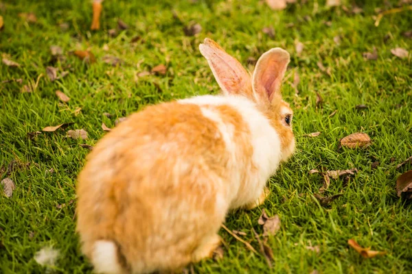 草の庭のウサギ — ストック写真
