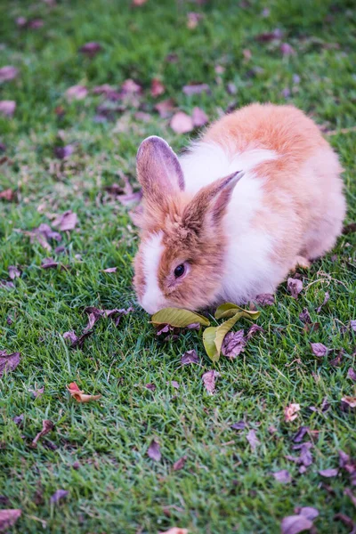 泰国草场上的兔子 — 图库照片