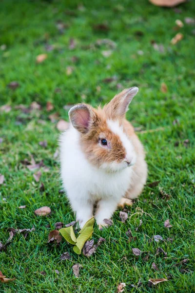 Kaninchen Auf Dem Rasenplatz Thailand — Stockfoto