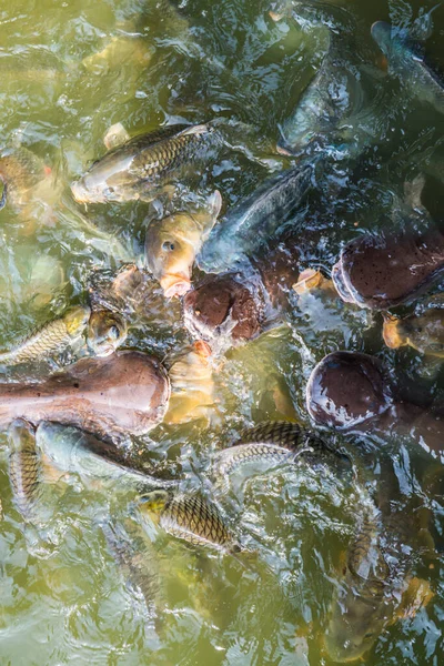 Fisk Sjön Thailand — Stockfoto