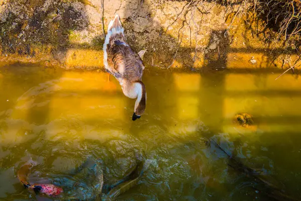 泰国鹅的肖像 — 图库照片