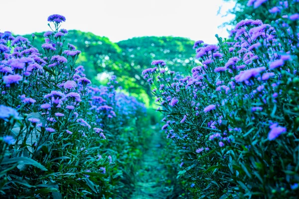 Violet Flower Garden Chiang Mai Province — Stockfoto