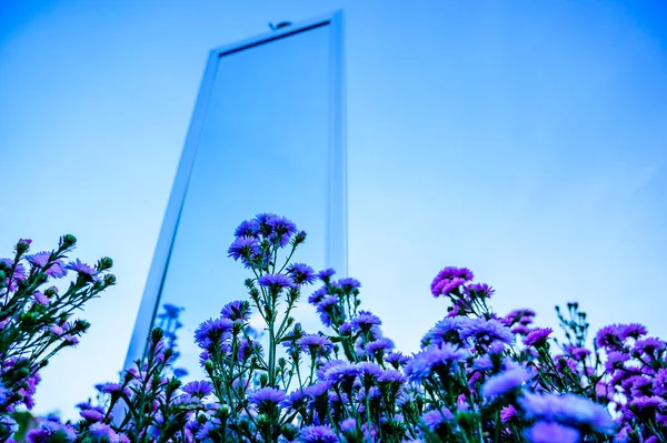 Violet Flowers Mirror Garden Chiang Mai Province — Fotografia de Stock