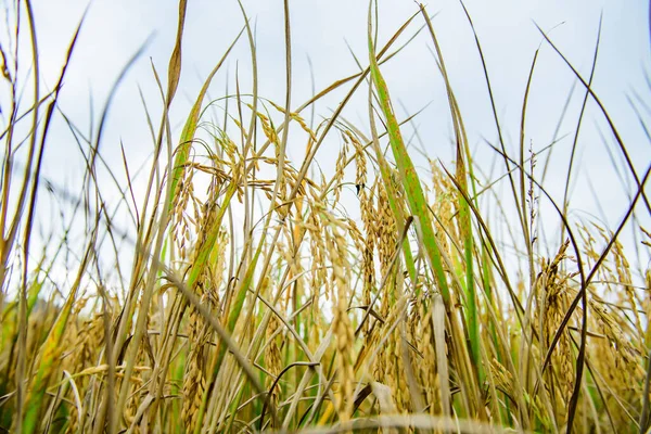 Rice Paddy in Field, Chiang Mai Province.