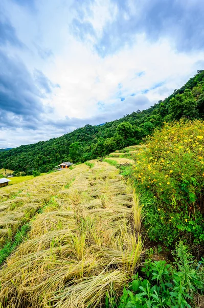 stock image Pa Bong Piang Rice Terraces at Chiang Mai Province, Thailand.