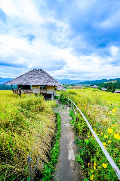 Bong Piang Rice Terraces Chiang Mai Province Thailand — Stock fotografie