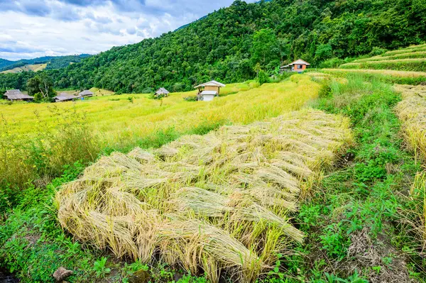 stock image Pa Bong Piang Rice Terraces at Chiang Mai Province, Thailand.