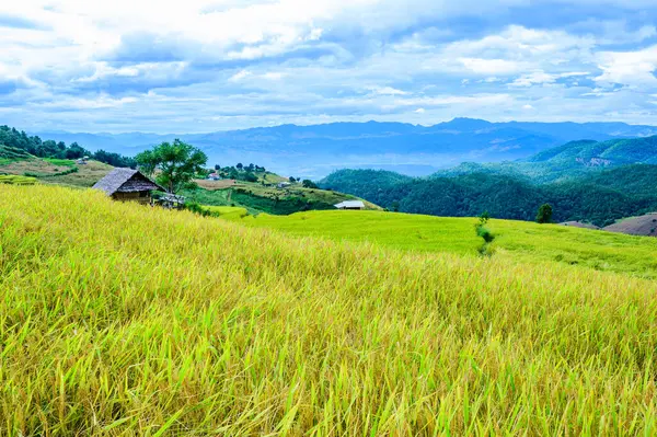 stock image Pa Bong Piang Rice Terraces at Chiang Mai Province, Thailand.