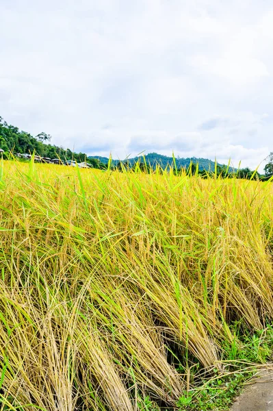 Рисовые Террасы Бонг Пьянг Чианг Провансе Таиланд — стоковое фото