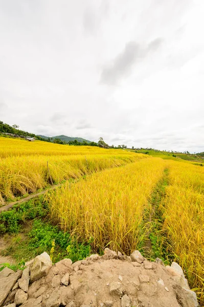 Bong Piang Rice Terraces Chiang Mai Province Thailand — Photo