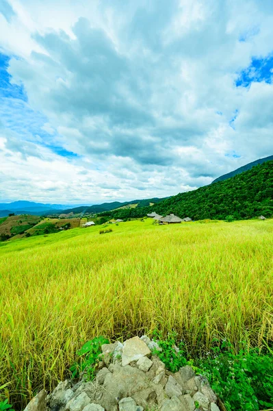 stock image Pa Bong Piang Rice Terraces at Chiang Mai Province, Thailand.