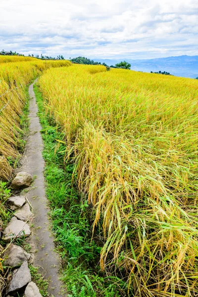 stock image Pa Bong Piang Rice Terraces at Chiang Mai Province, Thailand.