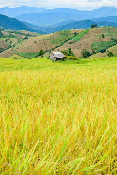 Pa Bong Piang Rice Terraces at Chiang Mai Province, Thailand.