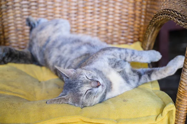 南道椅子上的灰猫 — 图库照片