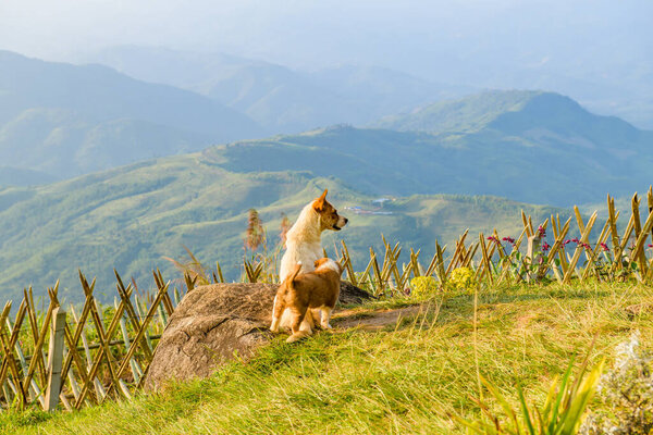 Two dogs and Doi Chang Mup Viewpoint at Chiang Rai Province, Thailand.