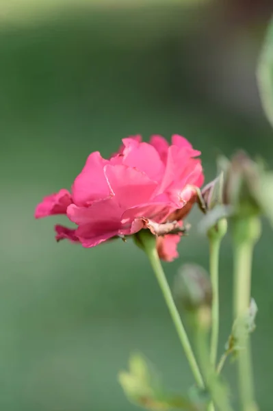 Red Rose Garden Thailand — Zdjęcie stockowe