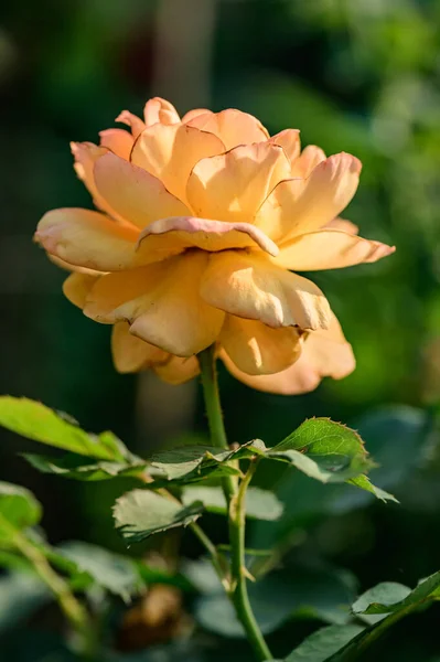 黄玫瑰在花园 — 图库照片