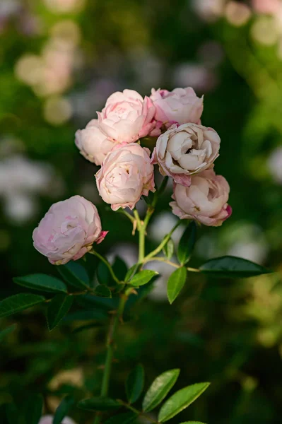 Pink Rose Garden Thailand —  Fotos de Stock