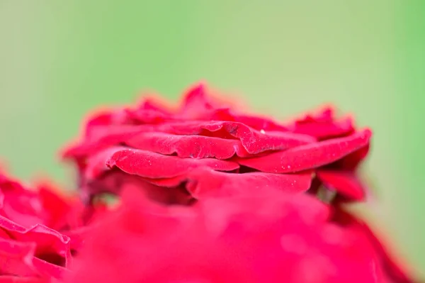 Red Roses Garden Thailand — Fotografia de Stock