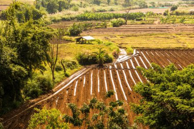 Tayland pirinç tarlasının en üst manzarası..
