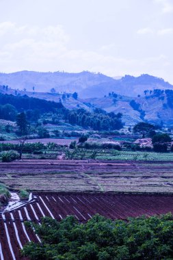 Tayland pirinç tarlasının en üst manzarası..