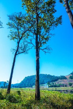 Tayland 'ın Chiangmai eyaletinde Moiuntain manzarası.