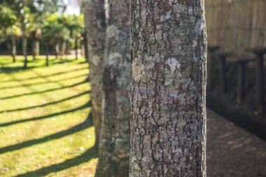 Park ağacı, Tayland.
