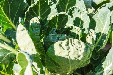 Tayland, Tayland 'da Brüksel Sprout bahçesi.