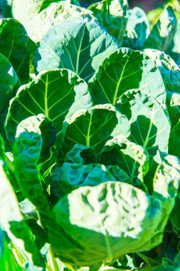 Tayland, Tayland 'da Brüksel Sprout bahçesi.