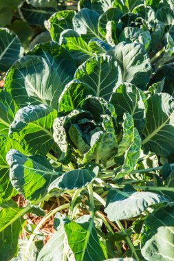 Tayland, Tayland 'da Brüksel Sprout bahçesi.