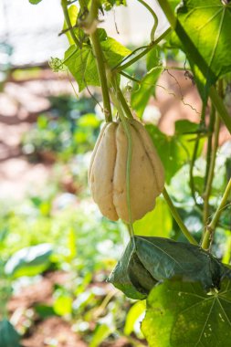 Bahçede Chayote meyvesi, Tayland.