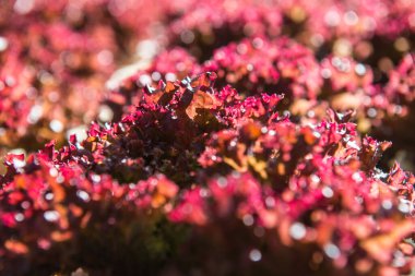Hidroponik sebze bahçesinde Kızıl Mercan, Tayland.