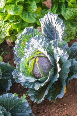 Tayland 'da lahana bahçesi.