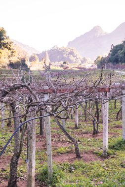 Angkhang, Tayland Kraliyet Tarım İstasyonundaki Kiwi Bahçesi.