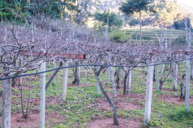 Angkhang, Tayland Kraliyet Tarım İstasyonundaki Kiwi Bahçesi.